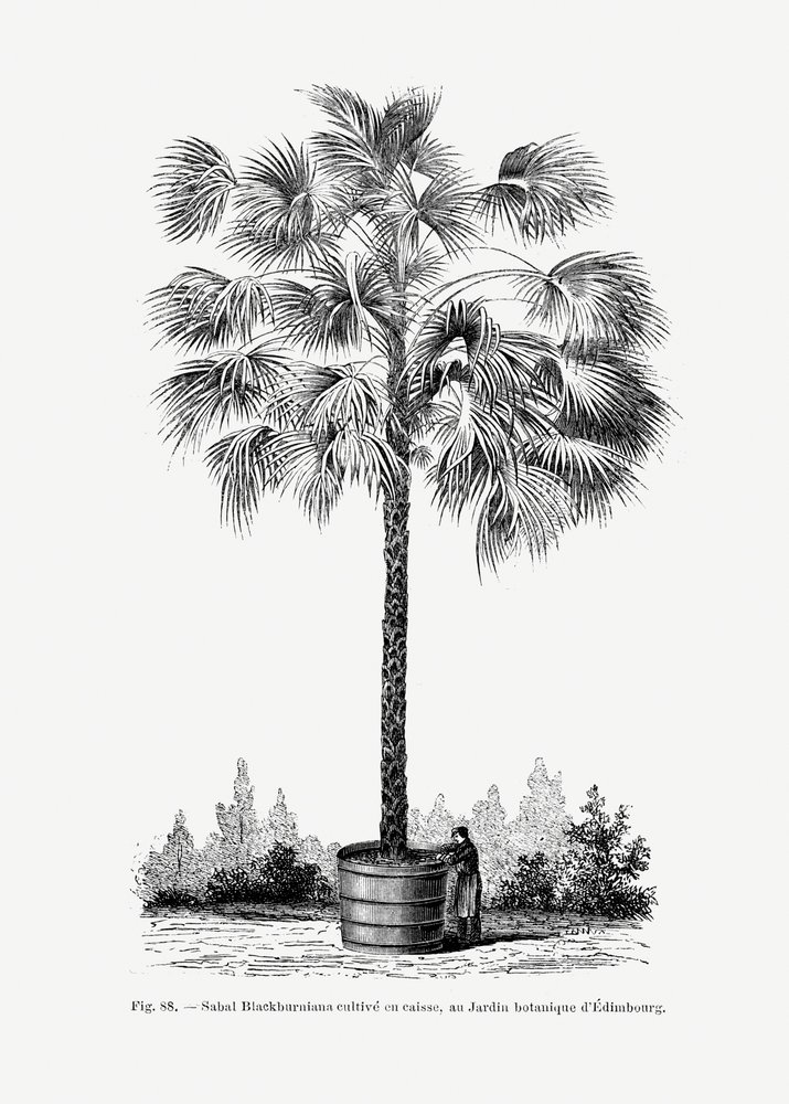  av Les Palmiers Histoire Iconographique