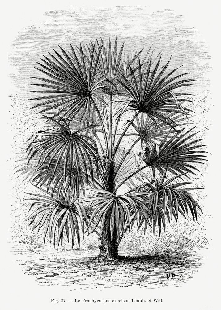  av Les Palmiers Histoire Iconographique
