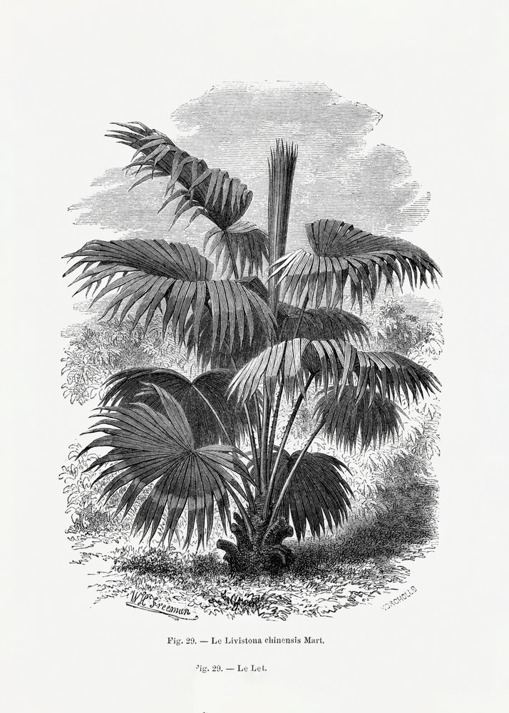  av Les Palmiers Histoire Iconographique