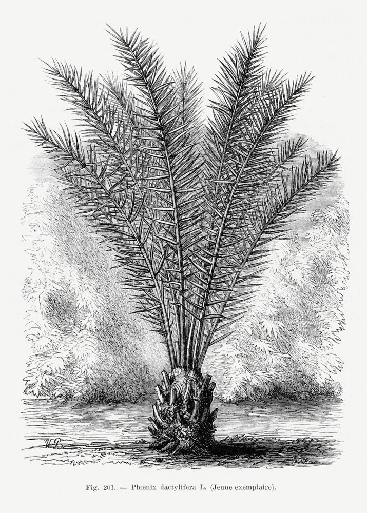  av Les Palmiers Histoire Iconographique