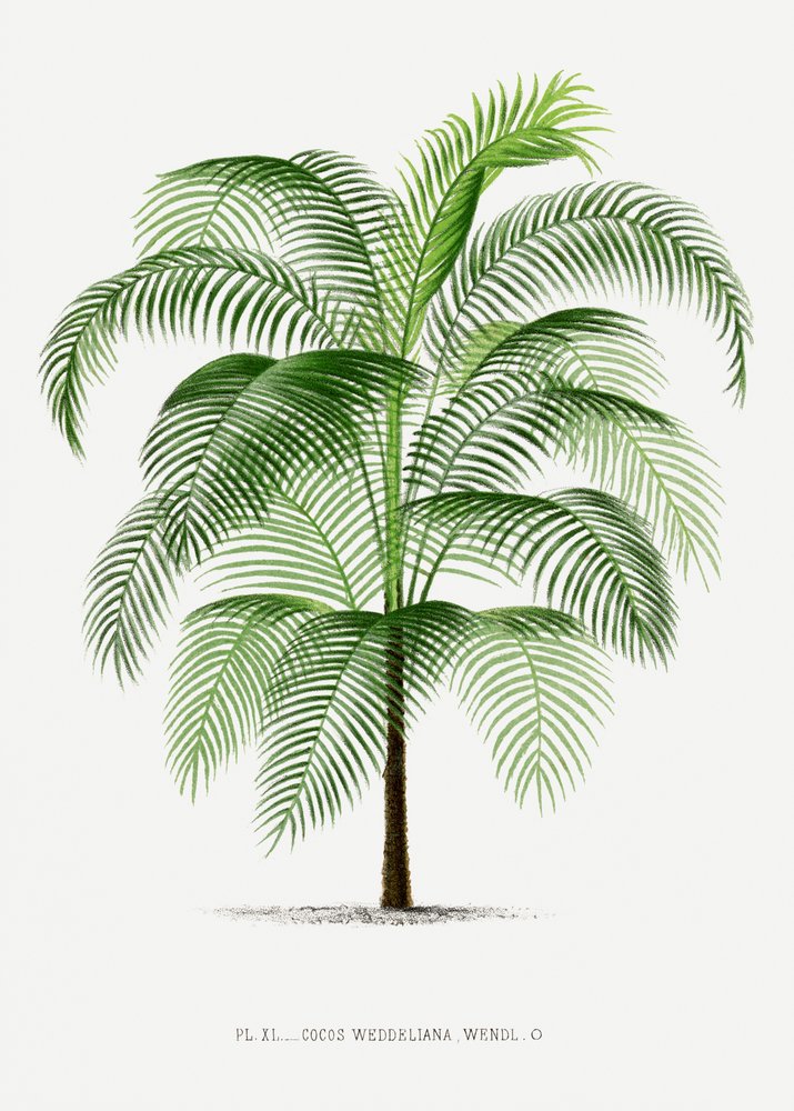 av Les Palmiers Histoire Iconographique