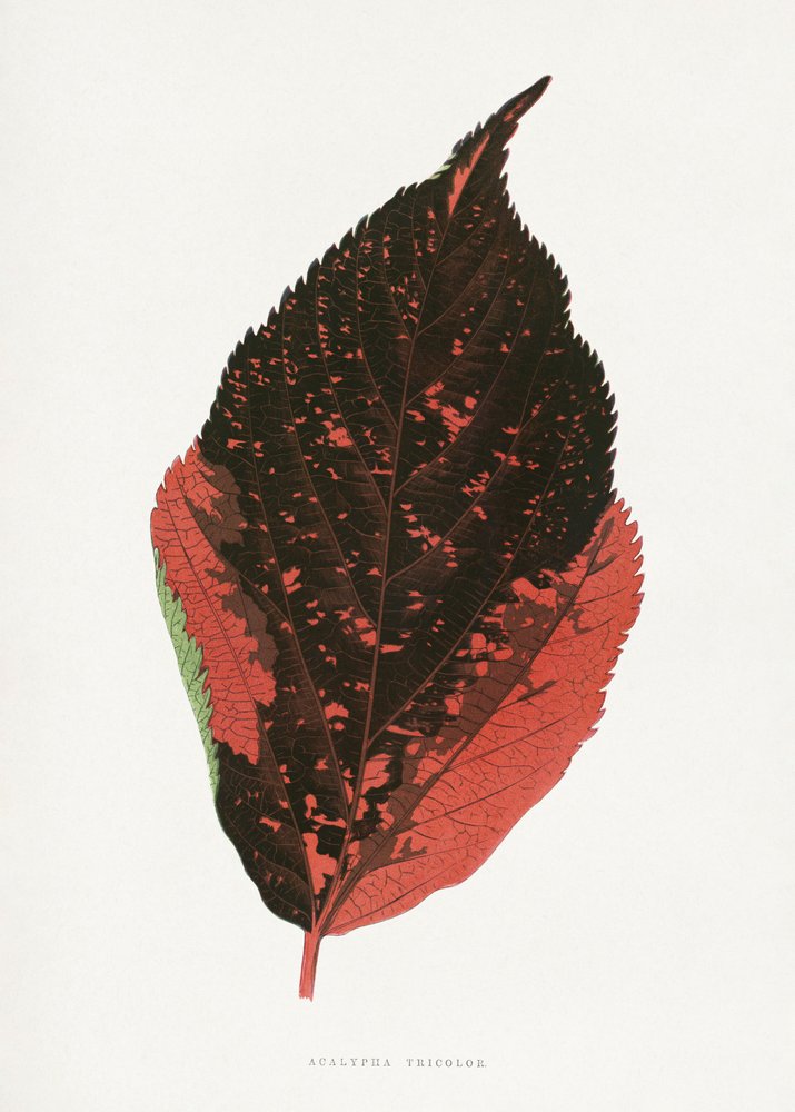 av Les Plantes a Feuillage Colore