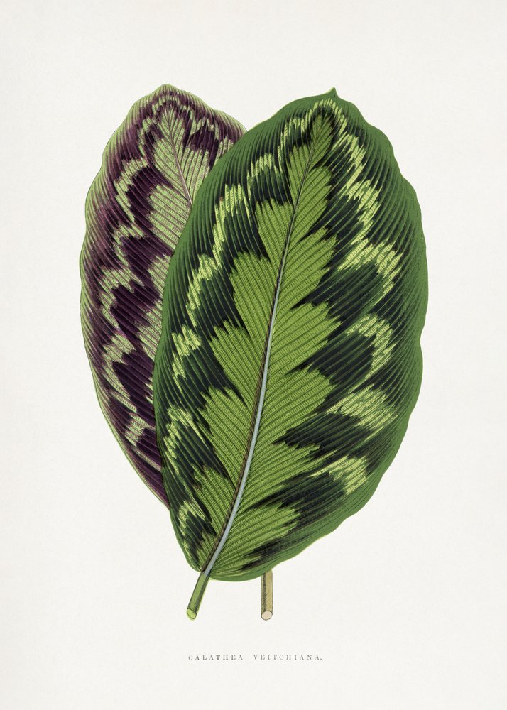  av Les Plantes a Feuillage Colore