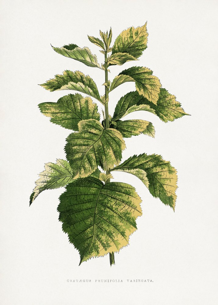  av Les Plantes a Feuillage Colore