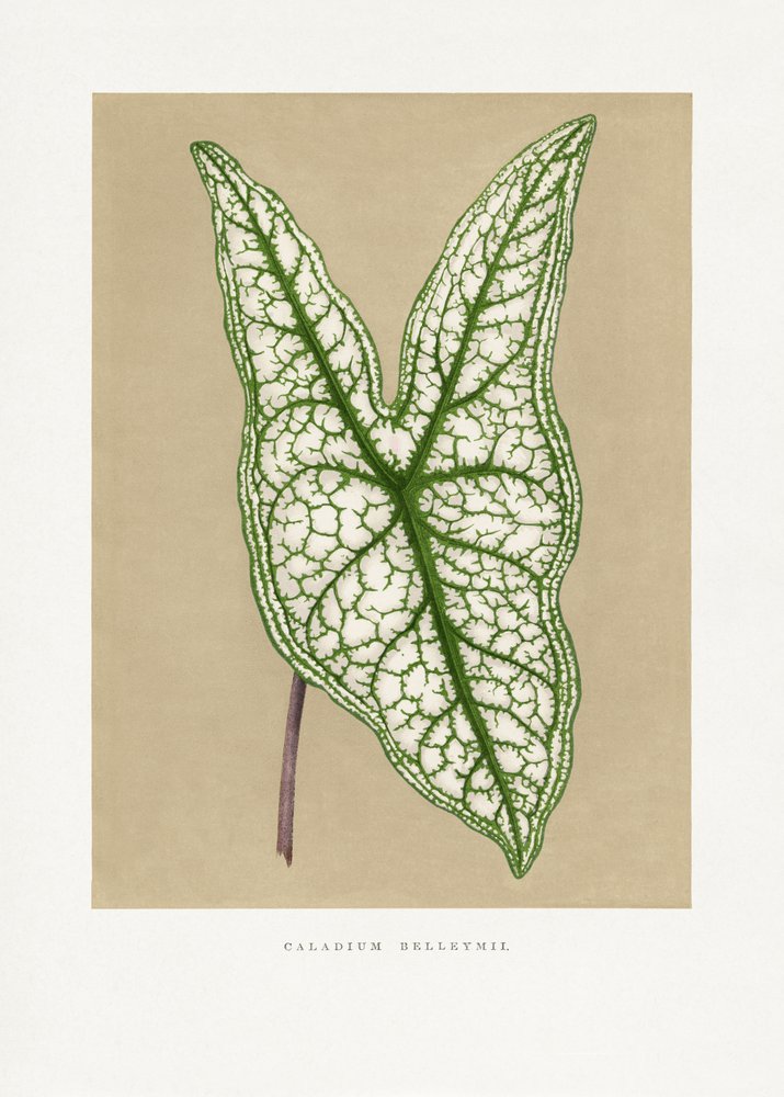  av Les Plantes a Feuillage Colore