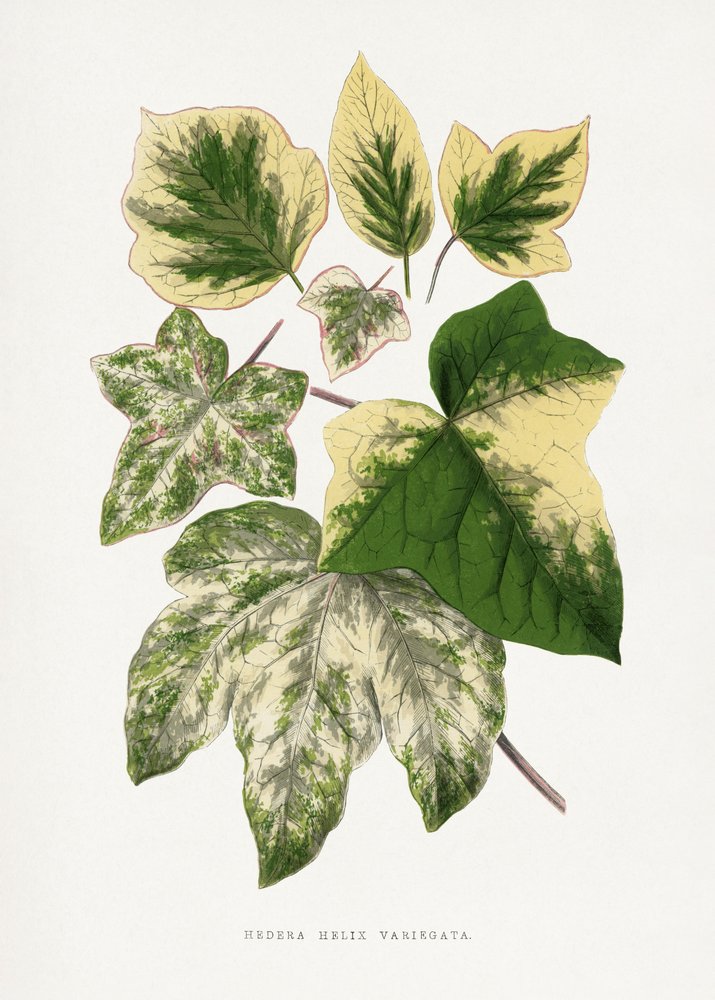  av Les Plantes a Feuillage Colore