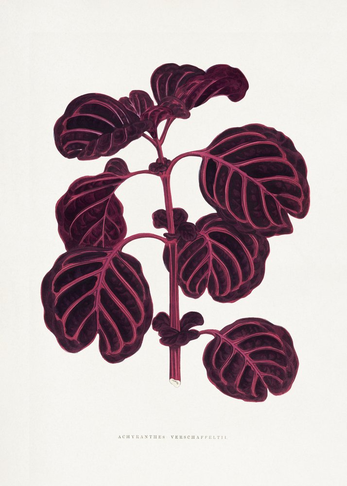  av Les Plantes a Feuillage Colore