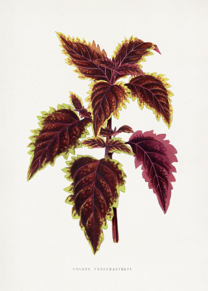  av Les Plantes a Feuillage Colore