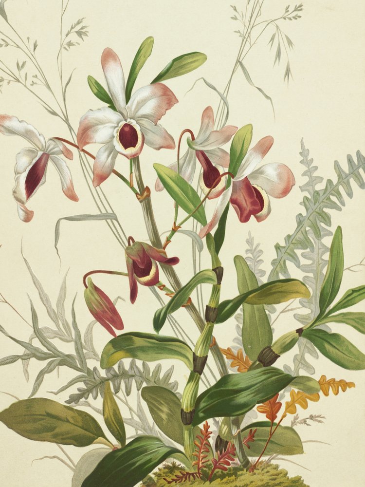  av Louis Prang