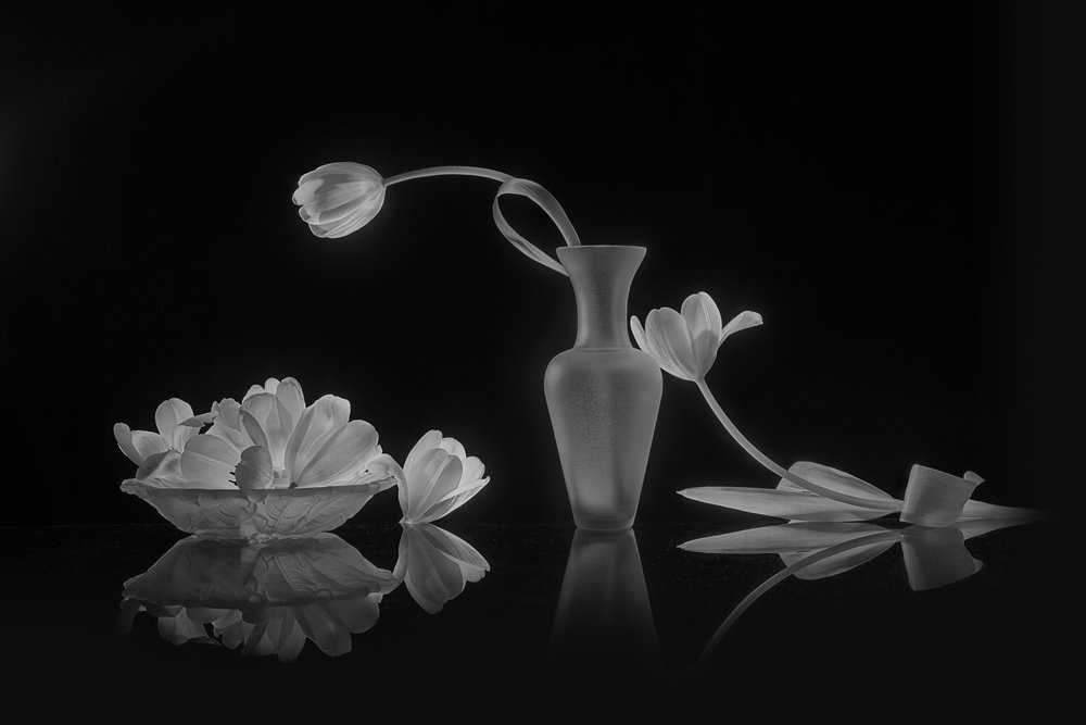Elegante svarte og hvite tulipaner av Lydia Jacobs