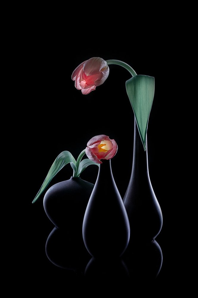 Elegante glødende tulipaner av Lydia Jacobs