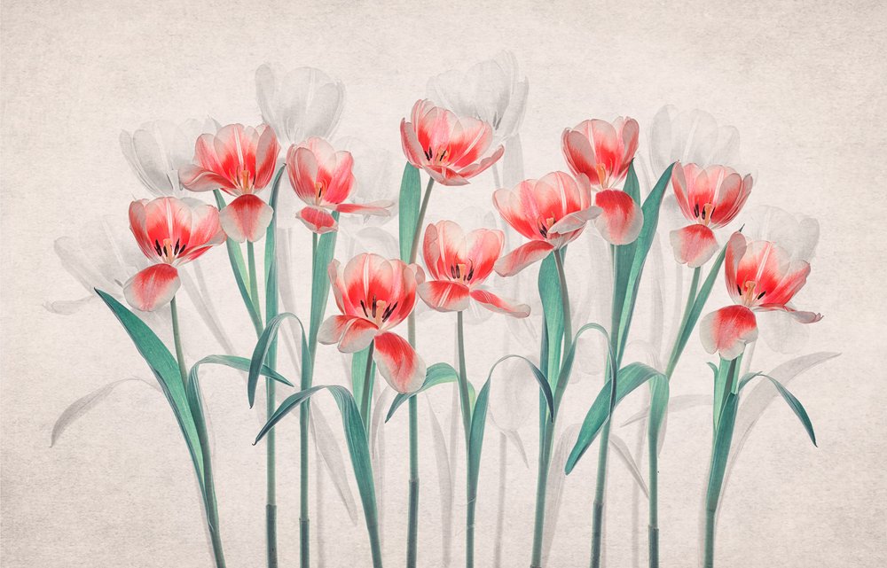 Eteriske rosa tulipaner av Lydia Jacobs