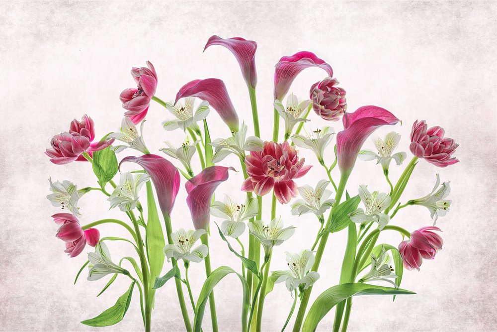 Friske rosa og hvite blomster av Lydia Jacobs