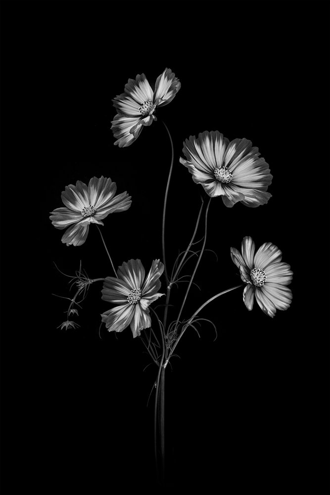 Monokrome kosmosblomster av Lydia Jacobs