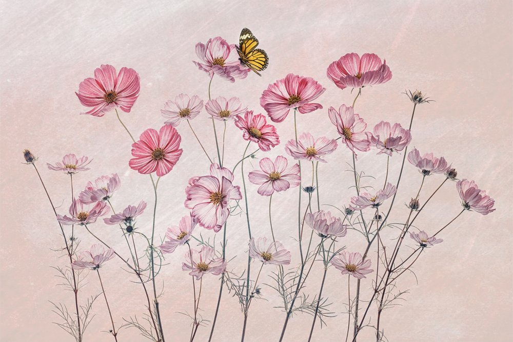 Rosa kosmos-sommerfugl av Lydia Jacobs