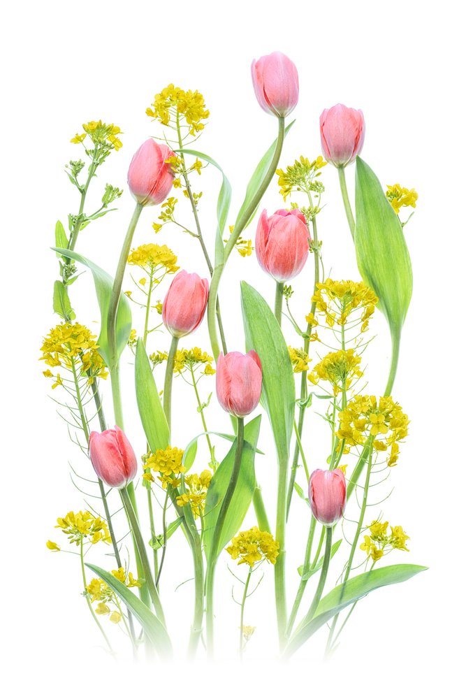 Rosa tulipaner og gule blomster av Lydia Jacobs