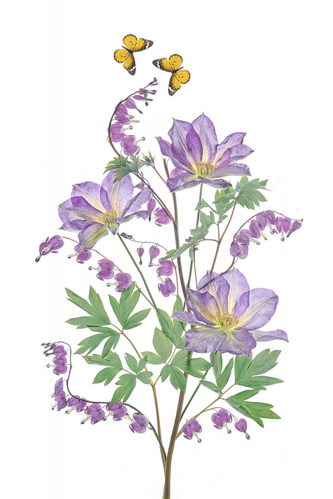 Lilla blomster og sommerfugler av Lydia Jacobs