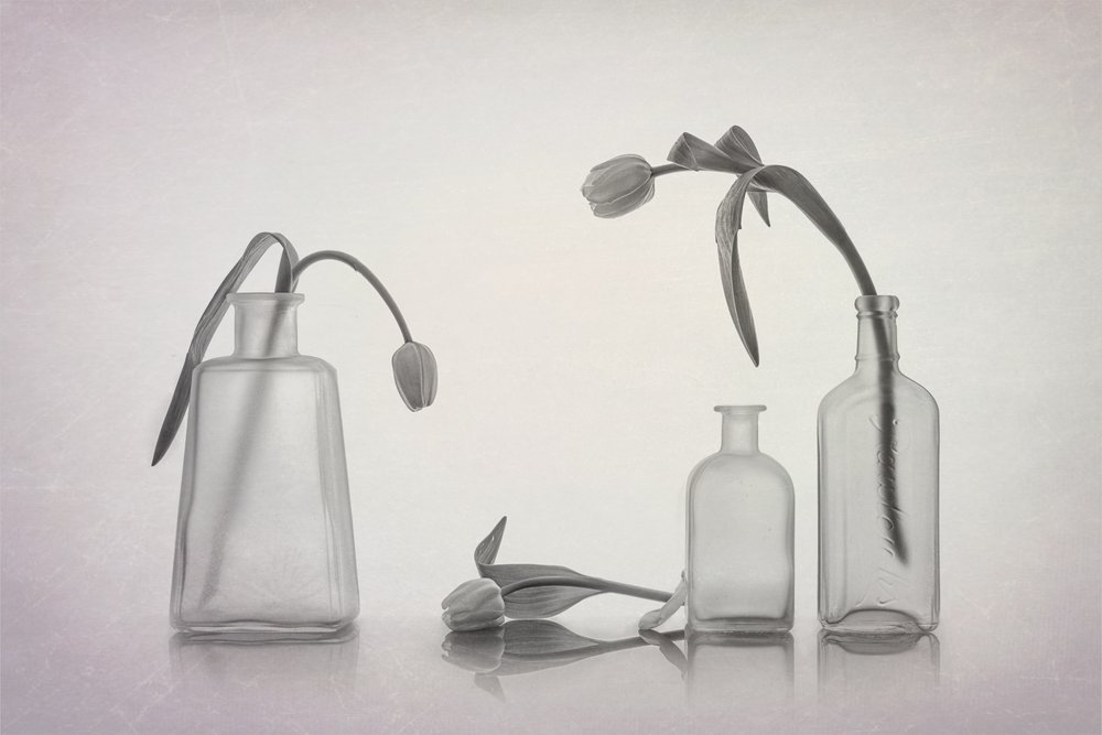 Stille tulipanstilleben av Lydia Jacobs