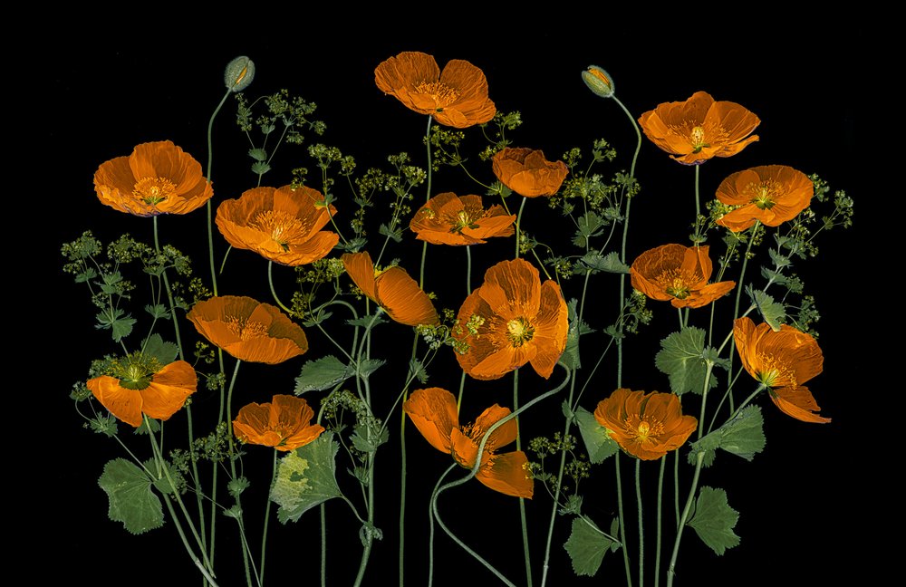 Livlige oransje valmuer av Lydia Jacobs