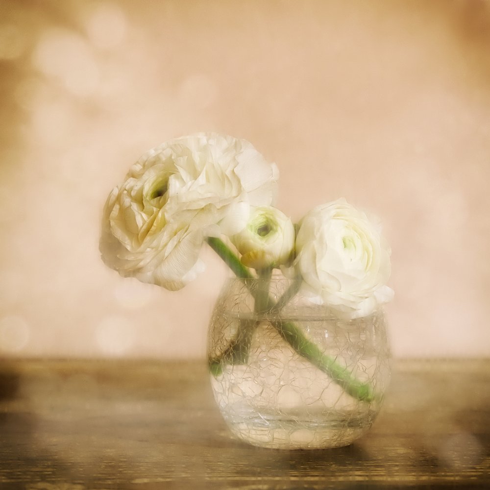 Myk ranunkelblomst av Marie-anne Stas