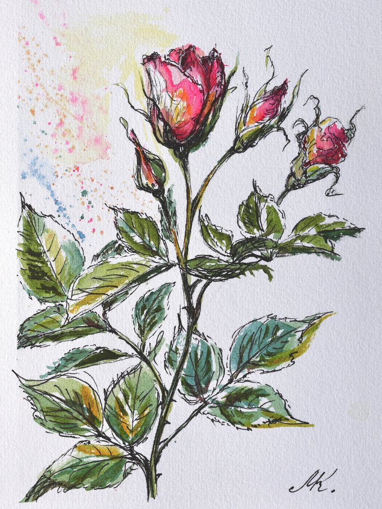 Rosa roseknopper - Botanisk skisse med blekk og akvarell av Marina Kozyr