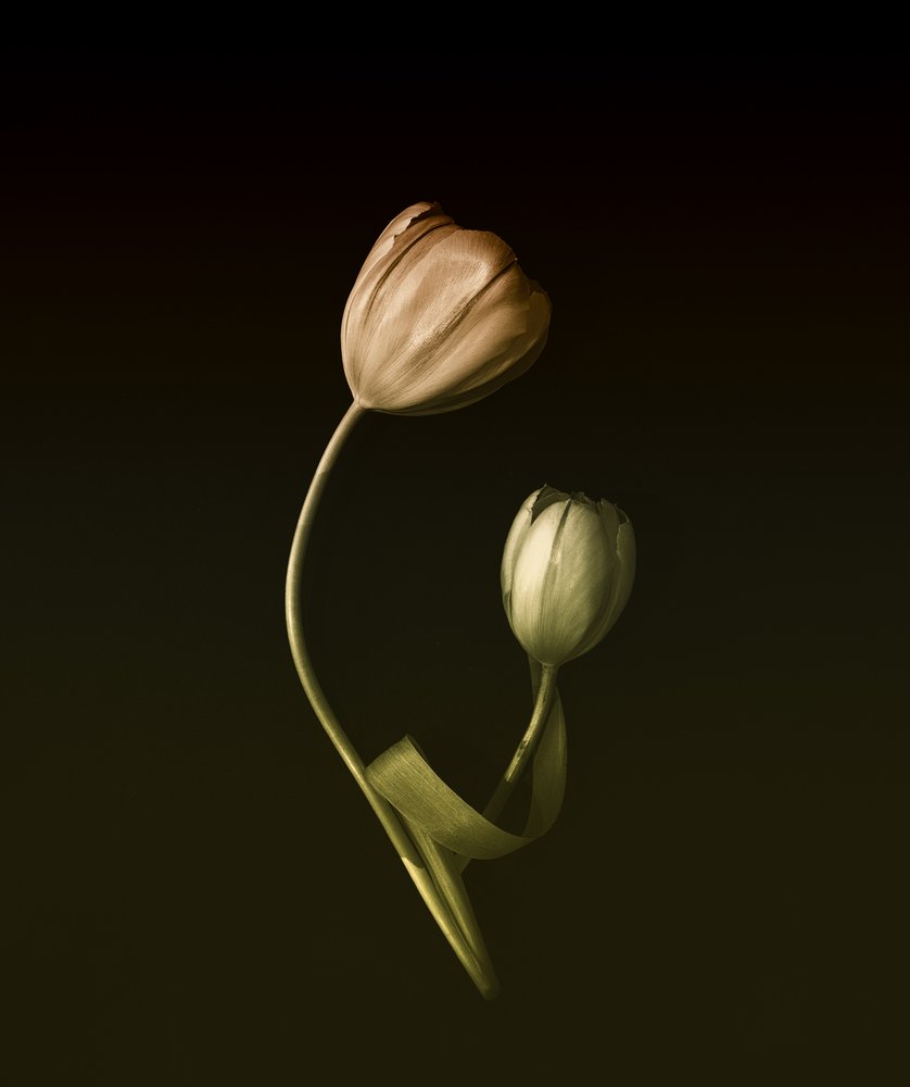 Dempet tulipanomfavnelse av May G