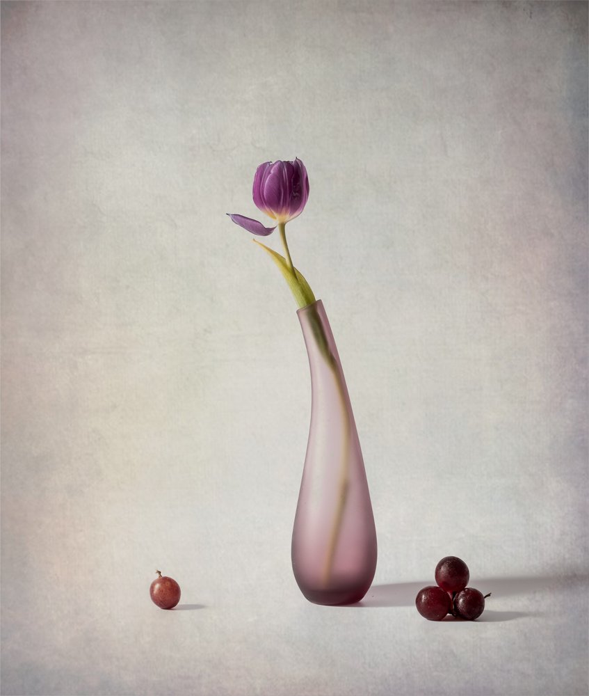 Stilleben med lilla tulipan av May G
