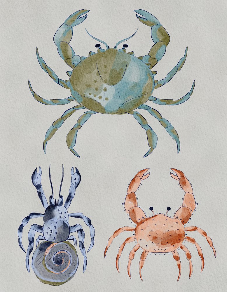 Havkrabber – akvarell av Nikita Jariwala