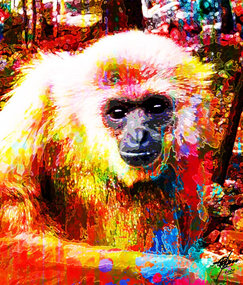Et livfullt portrett av en gibbon av Osvaldo Russo