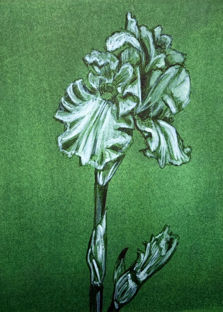 Elegant grønn iris av Renee Machan Cottagecore Artist