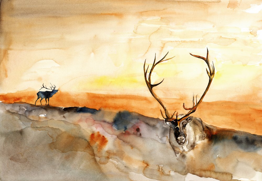  av RodMacIver