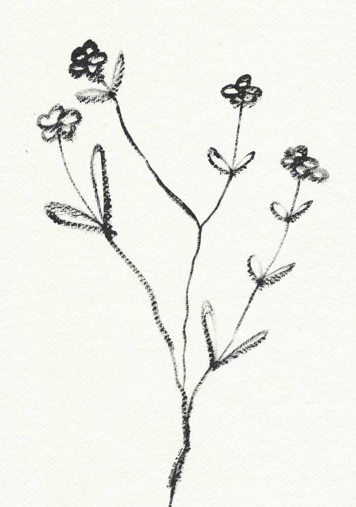 Minimalistisk botanisk tegning av Santhosh ch