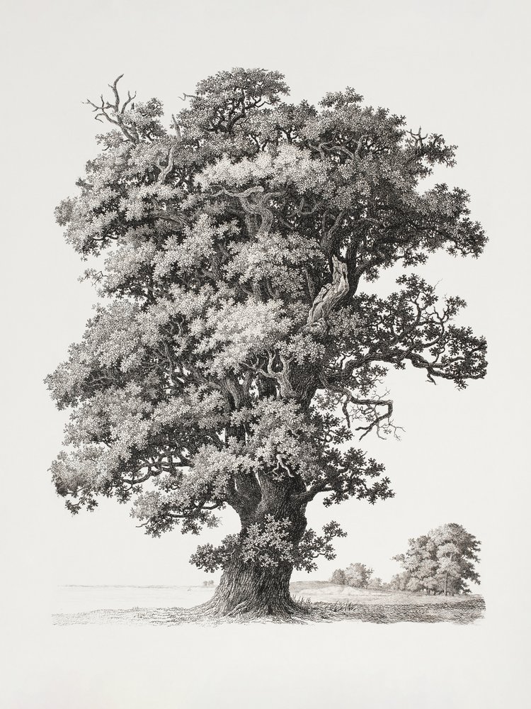  av S.h. Petersen