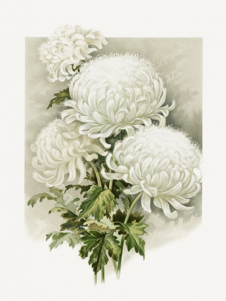  av Sidney Thomas Callowhill