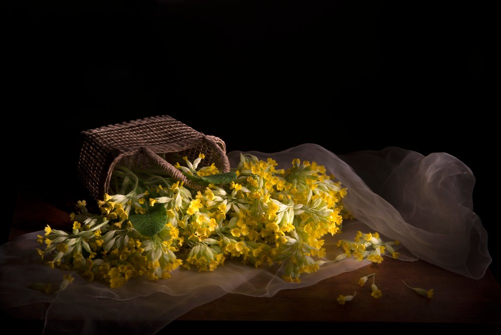 Delikat primula-spill av Silvija Danelsone
