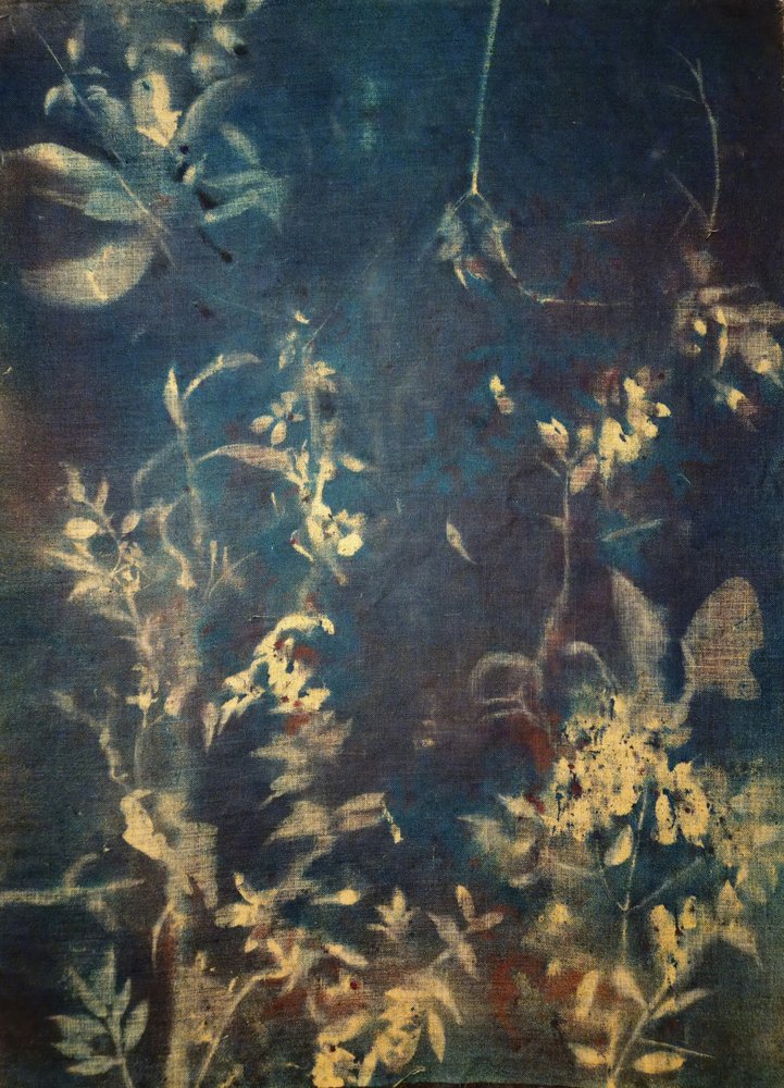 Eteriske blå botaniske motiver av Stefano Mazzolini