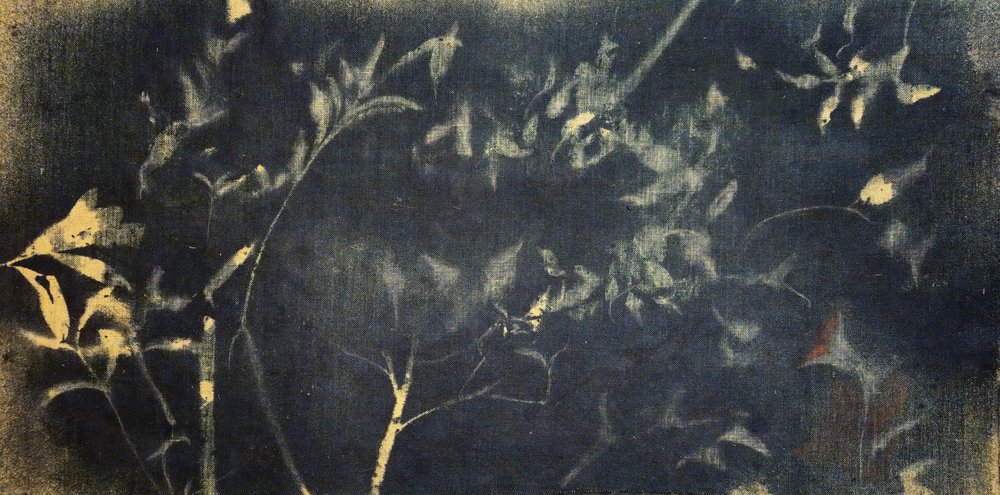Botanisk studie i indigo av Stefano Mazzolini