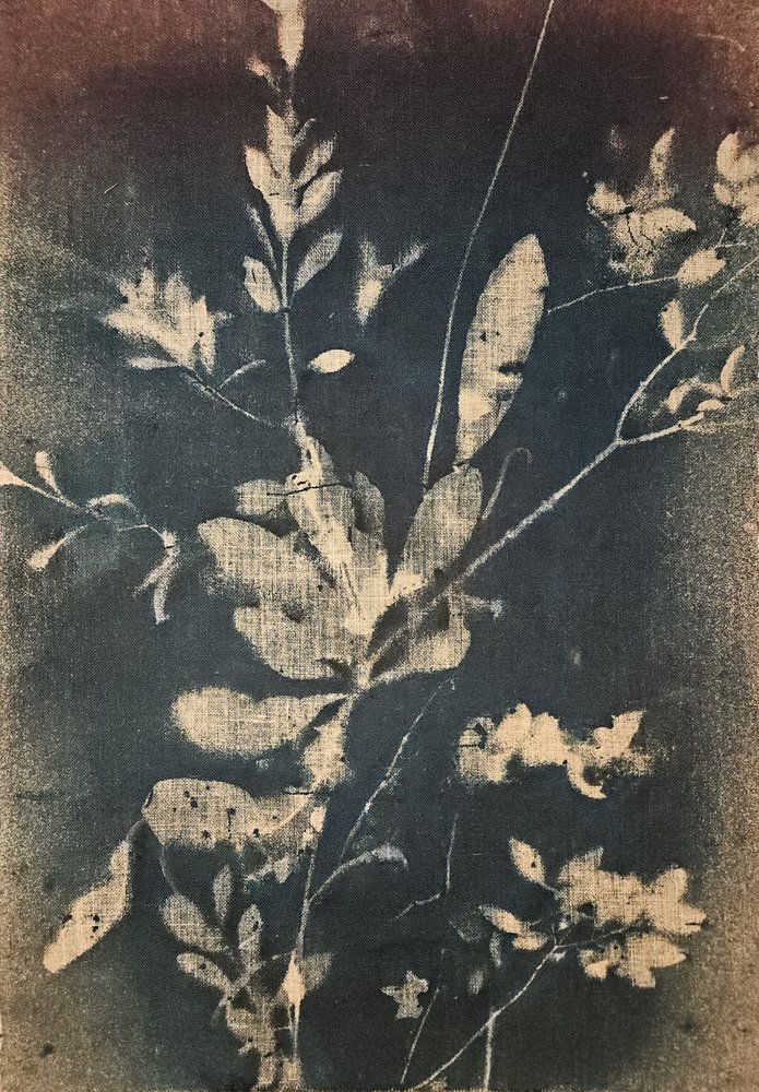 Vintageblå botaniske motiver av Stefano Mazzolini