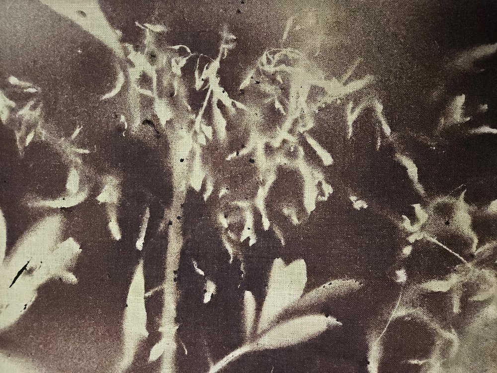 Vintage botaniske silhuetter av Stefano Mazzolini