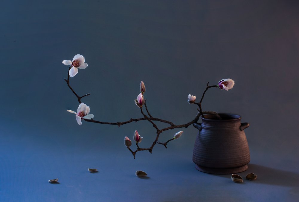 Zen-magnoliablomst av Summer2016