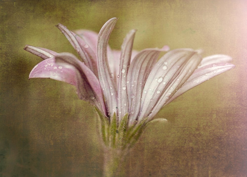 Delikat duggdråpeblomst av Susan Moss