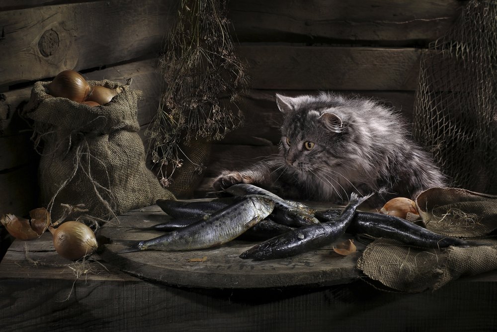 Nysgjerrig katt og fisk av Svetlana Pavlоvskaja