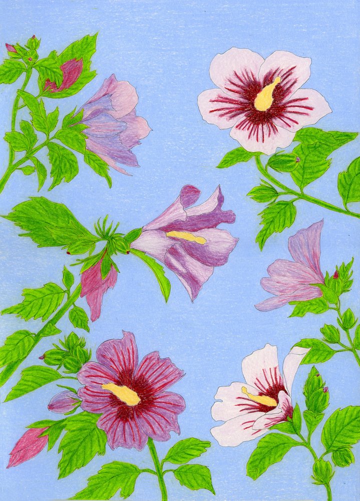 Blomstrende hibiskusblomster av Viktoriia Saunina