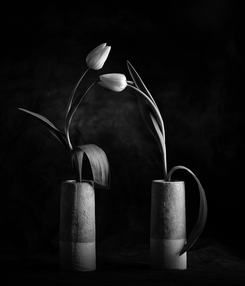 Elegante svarte og hvite tulipaner av Xavi Heredia