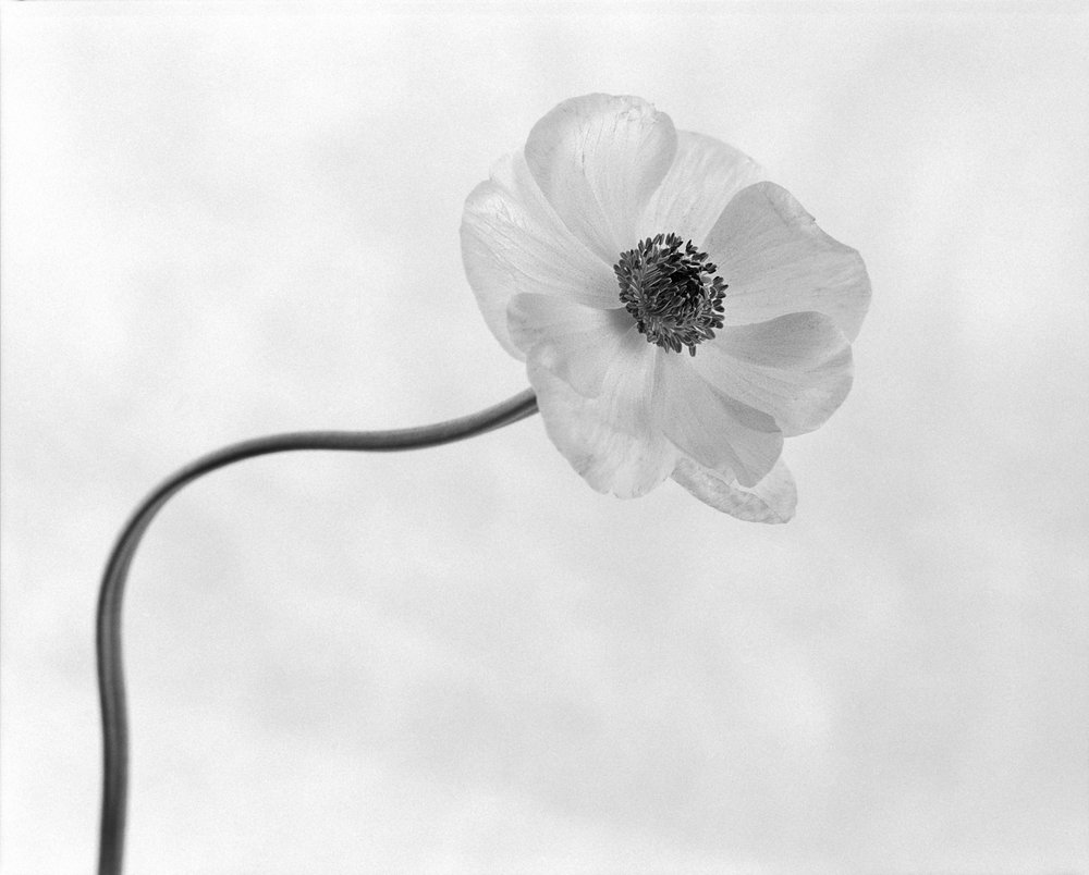 Yndefull anemoneblomst av Xavi Heredia