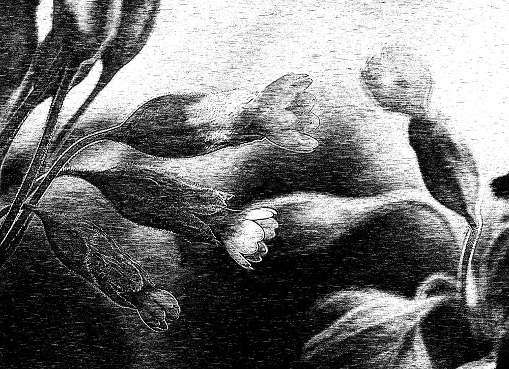Sart blomstertegning av Ylva Sjögren