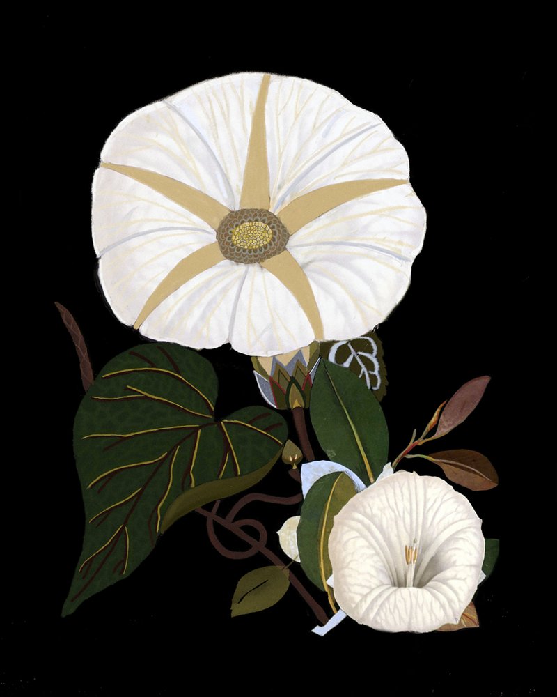  av giovanna nicolo