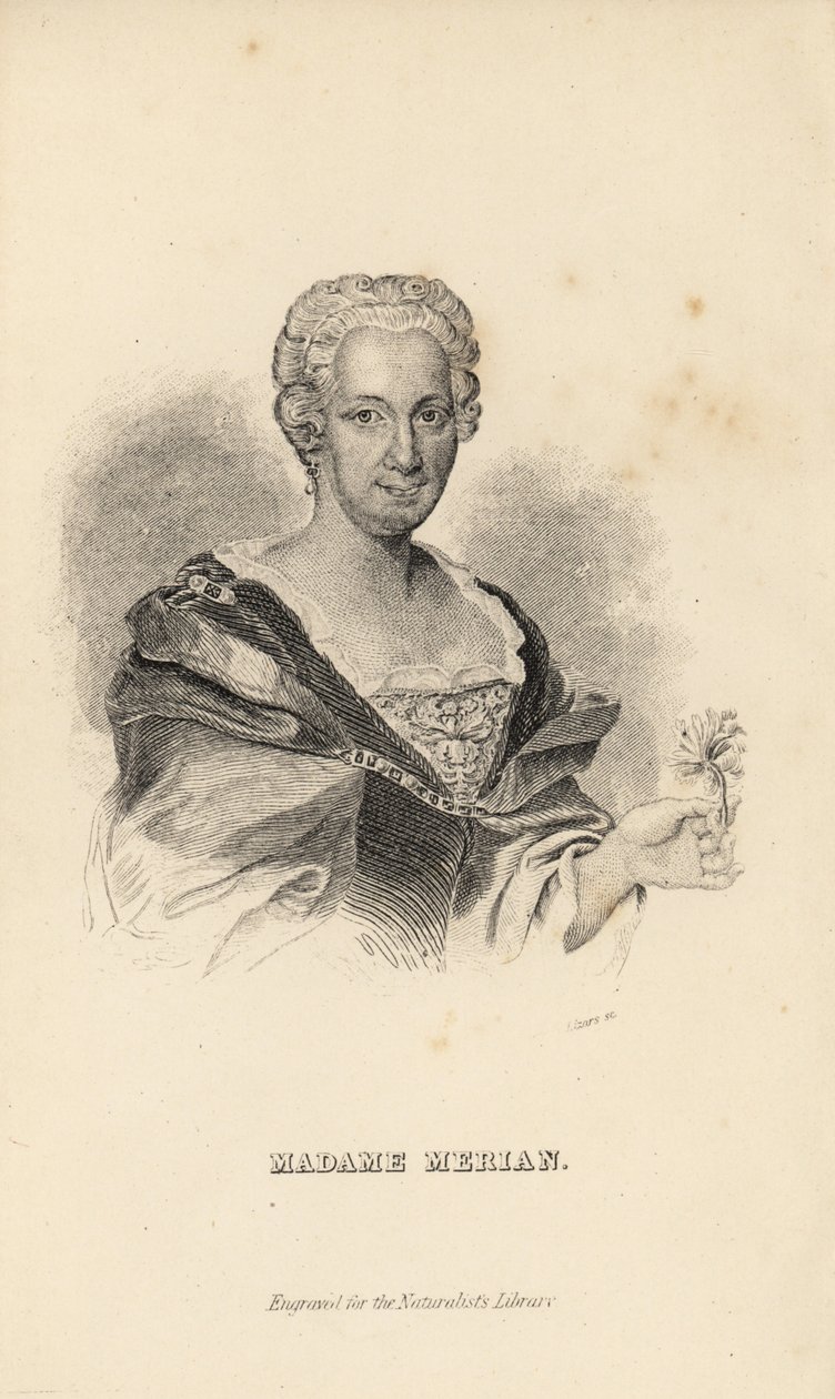 Madame Merian eller Maria Sybilla Merian, tysk naturforsker, entomolog og vitenskapelig illustratør, 1647-1717 av Unknown