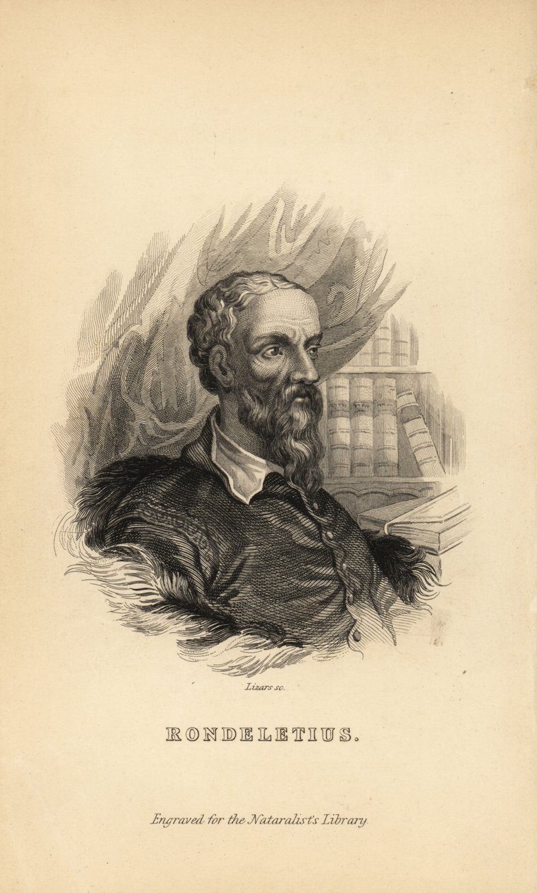 Rondeletius, Guillaume Rondelet, professor i medisin ved universitetet i Montpelier, Frankrike, naturforsker og botaniker, 1507-1566 av Unknown