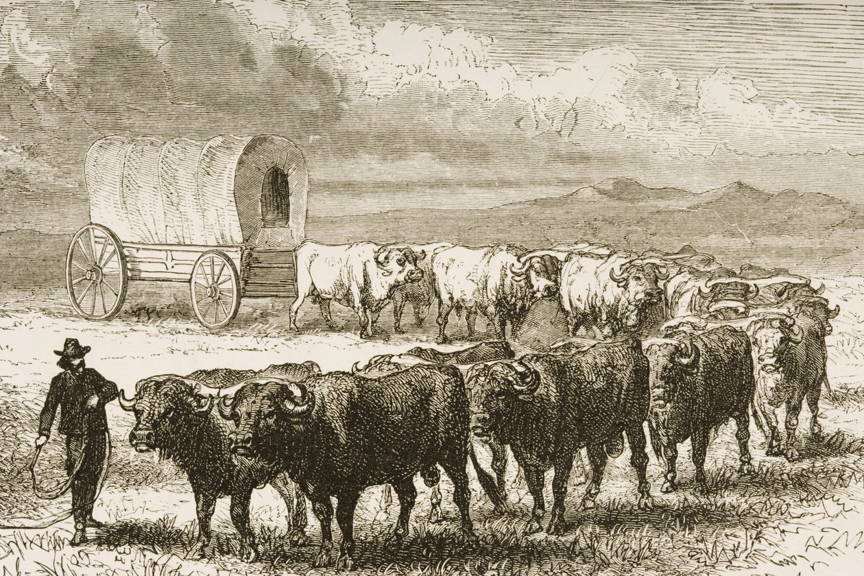 A Bullock Wagon Crossing the Great Plains mellom St. Louis og Denver, ca. 1870, fra 